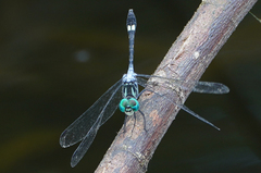 Micrathyria pseudeximia