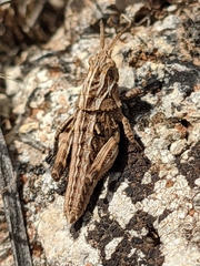 Eumigus