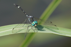 Nephepeltia flavifrons