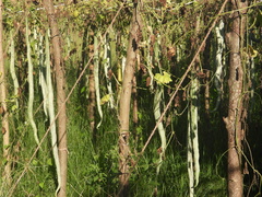 Trichosanthes cucumerina