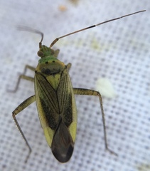 Closterotomus trivialis