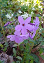 Phlox stolonifera