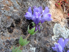Linaria verticillata cuartanensis