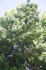Liquidambar styraciflua