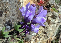 Linaria verticillata cuartanensis