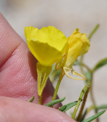 Camissonia kernensis gilmanii