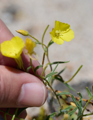 Camissonia kernensis gilmanii