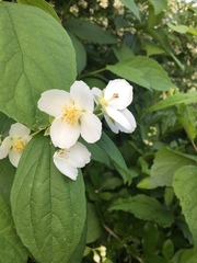 Philadelphus coronarius