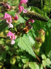 Bombus muscorum
