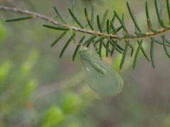 Nineta pallida