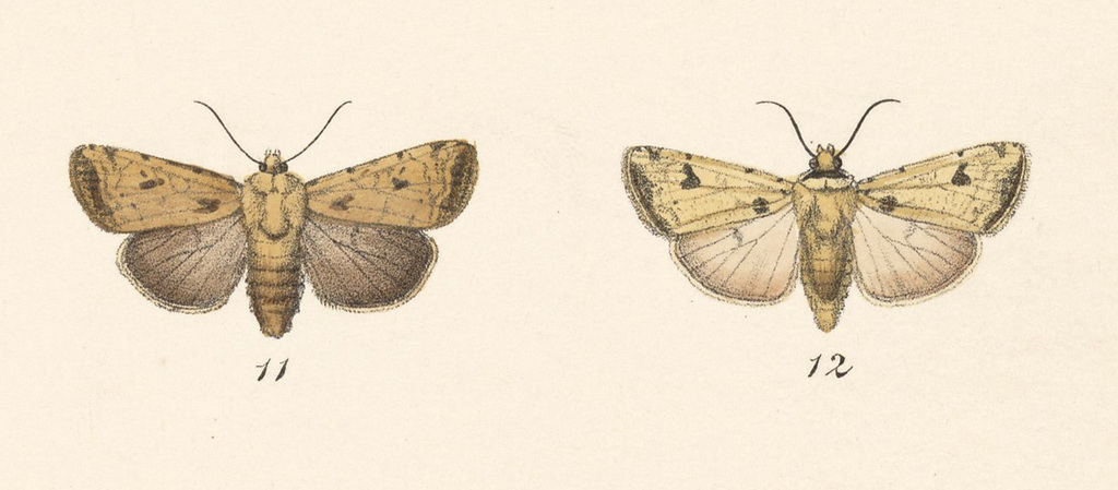 Anicla ornea