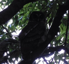 Strix leptogrammica