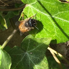 Osmia bicornis