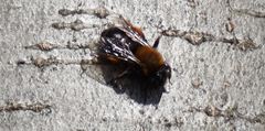 Andrena clarkella