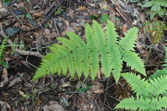 Dryopteris oligodonta