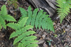 Dryopteris oligodonta