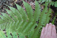 Dryopteris oligodonta