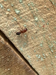 Camponotus decipiens