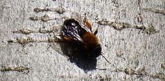 Andrena clarkella