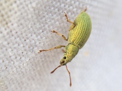 Phyllobius