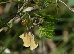 Vicia hybrida