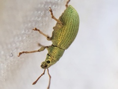 Phyllobius