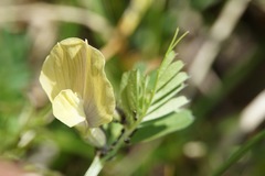Vicia hybrida