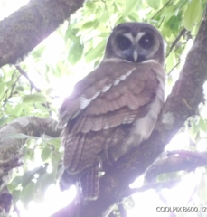 Strix leptogrammica