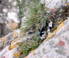 Festuca hystrix