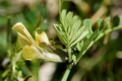 Vicia hybrida