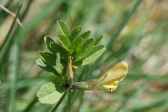 Vicia hybrida