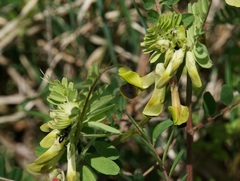Vicia melanops