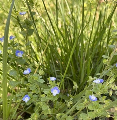 Veronica persica