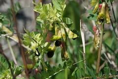 Vicia melanops