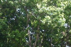 Liquidambar styraciflua