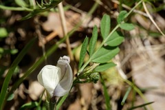 Vicia grandiflora