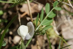 Vicia grandiflora