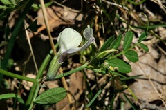 Vicia grandiflora