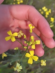 Bunias erucago