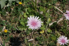 Crepis rubra