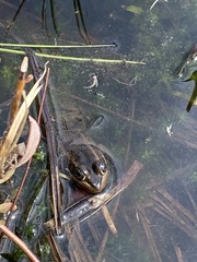 Lithobates virgatipes