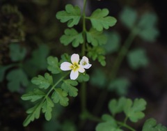 Cardamine graeca