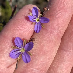 Heliophila linearis linearis