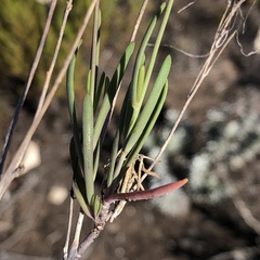 Heliophila linearis linearis