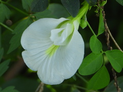 Clitoria ternatea albiflora