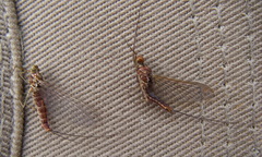 Ephemerella subvaria