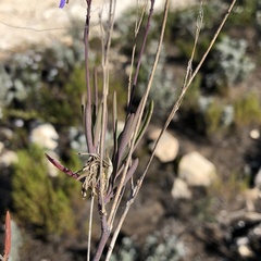 Heliophila linearis linearis