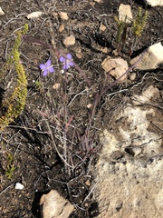 Heliophila linearis linearis