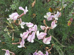Astragalus corniculatus