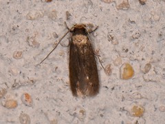 Phaeoses sabinella